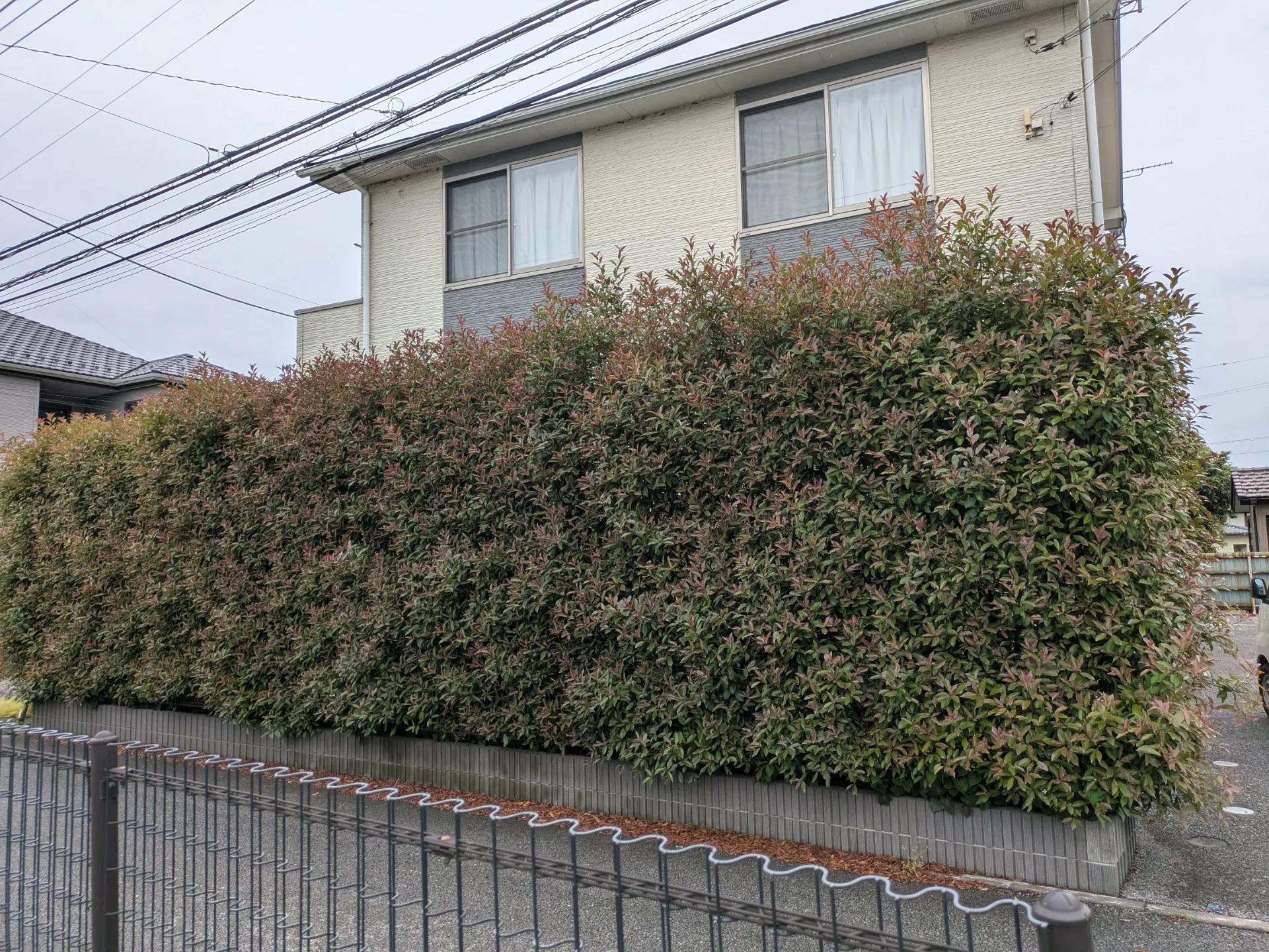 アパートの垣根刈り込み作業