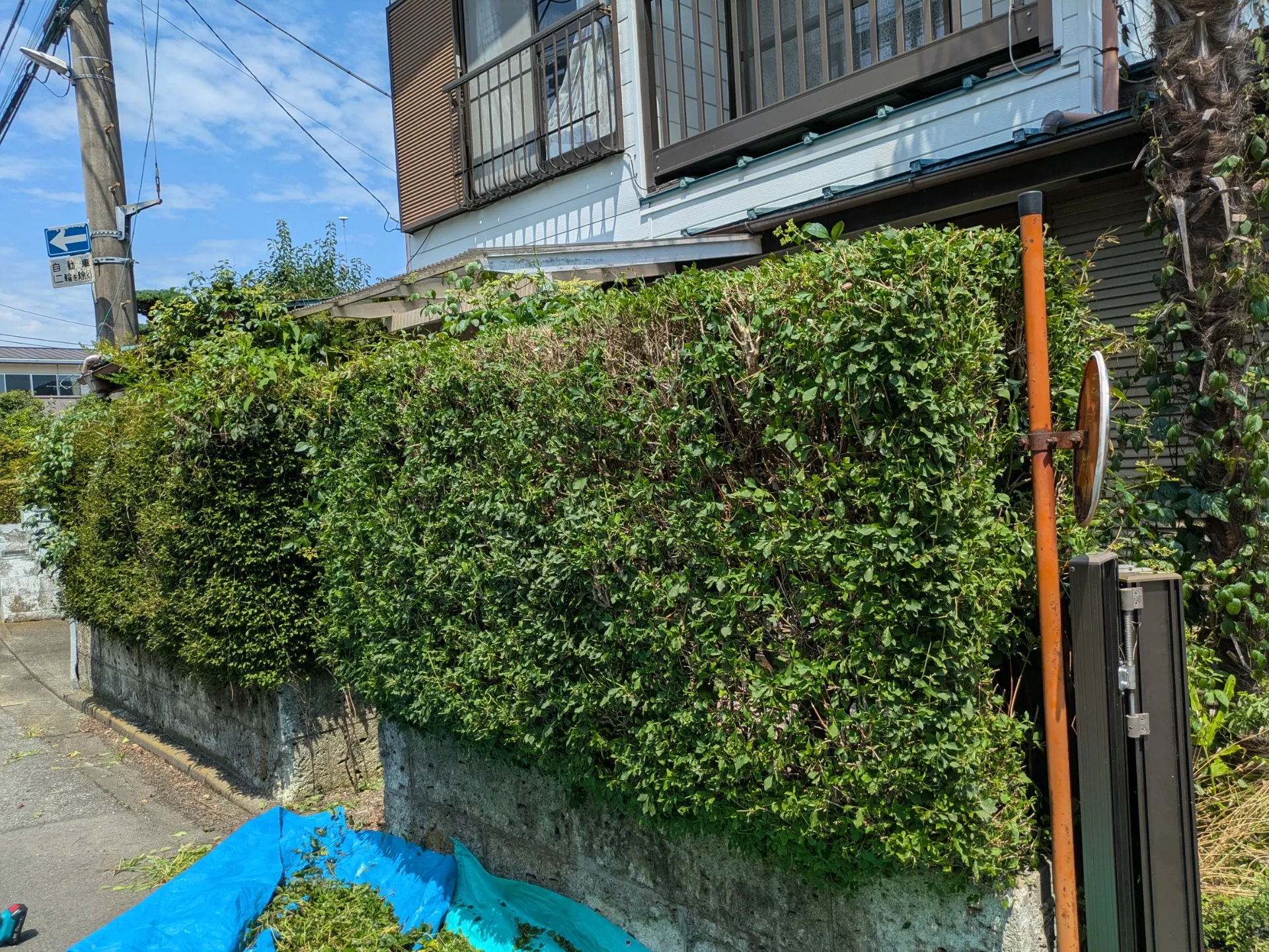 垣根のメンテナンスしませんか‼️